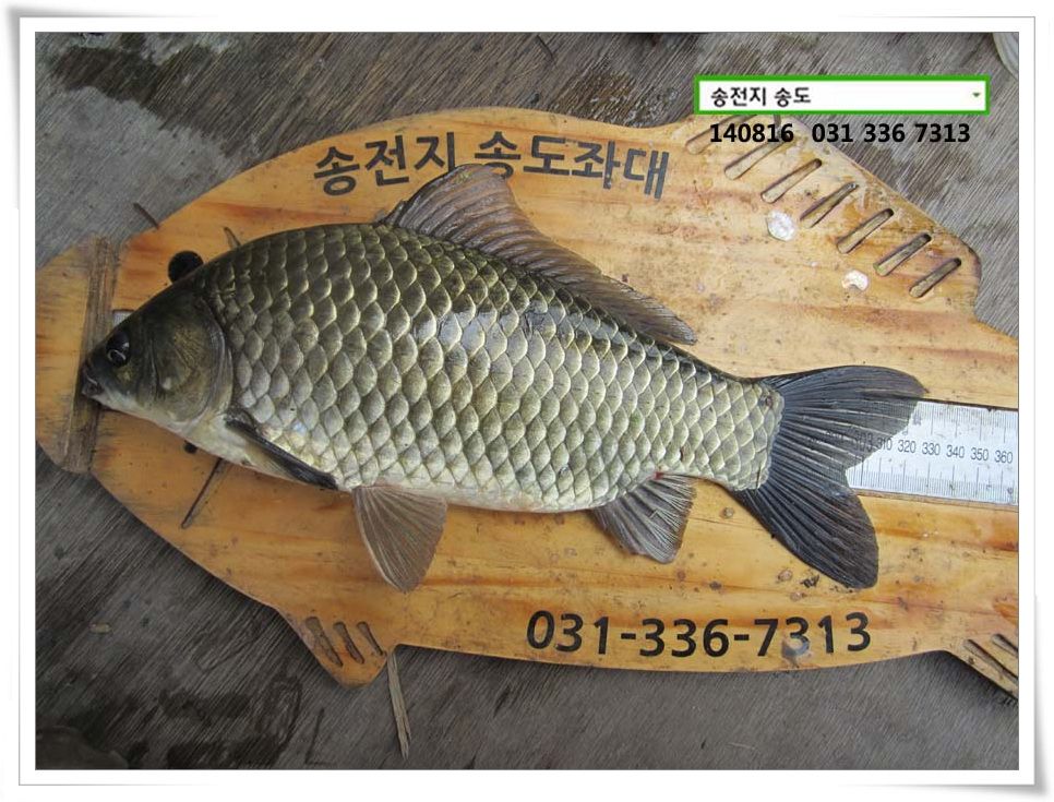 IMG_0035.JPG copy.jpg