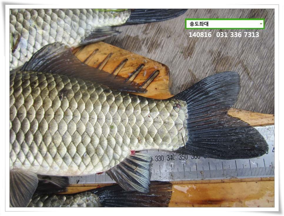 IMG_0042.JPG copy.jpg