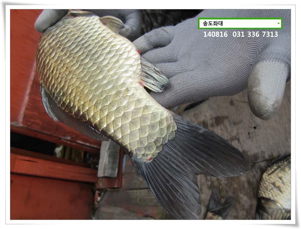 IMG_0052.JPG copy.jpg