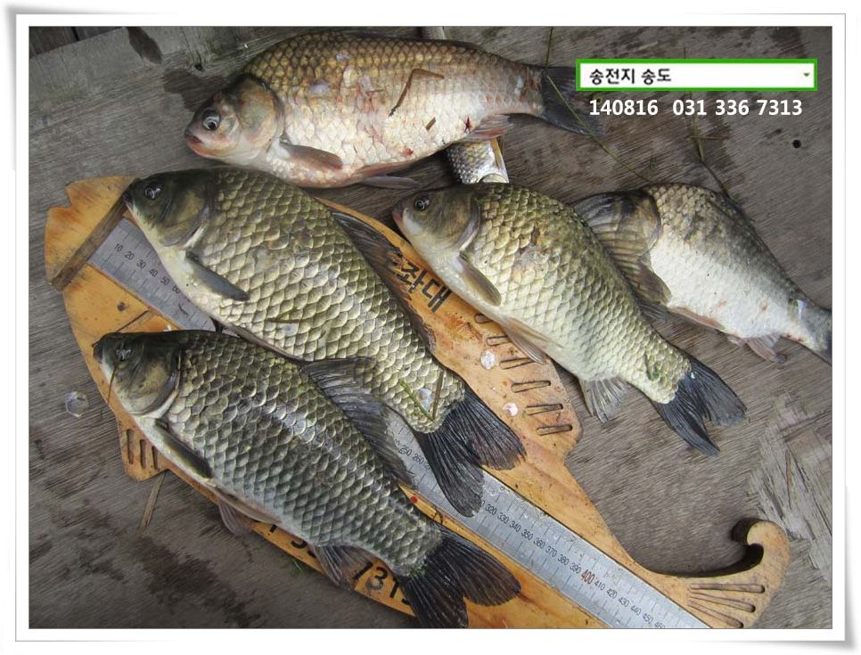 IMG_0054.JPG copy.jpg