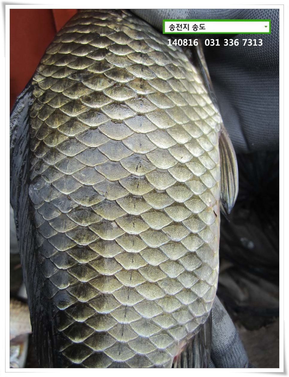 IMG_0053.JPG copy.jpg