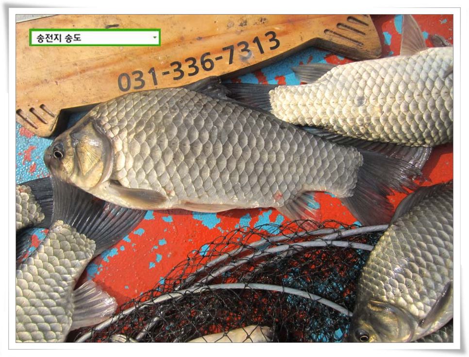 IMG_0013.JPG copy.jpg