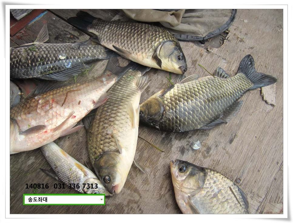 IMG_0033.JPG copy.jpg