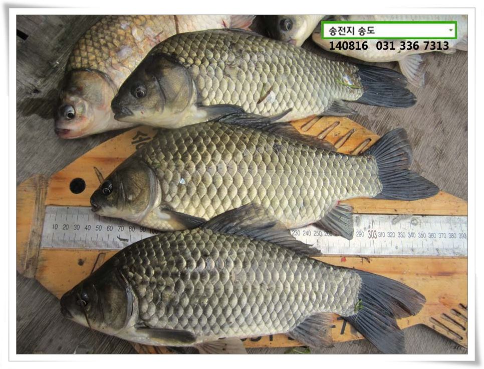 IMG_0040.JPG copy.jpg