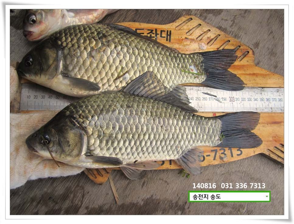 IMG_0048.JPG copy.jpg