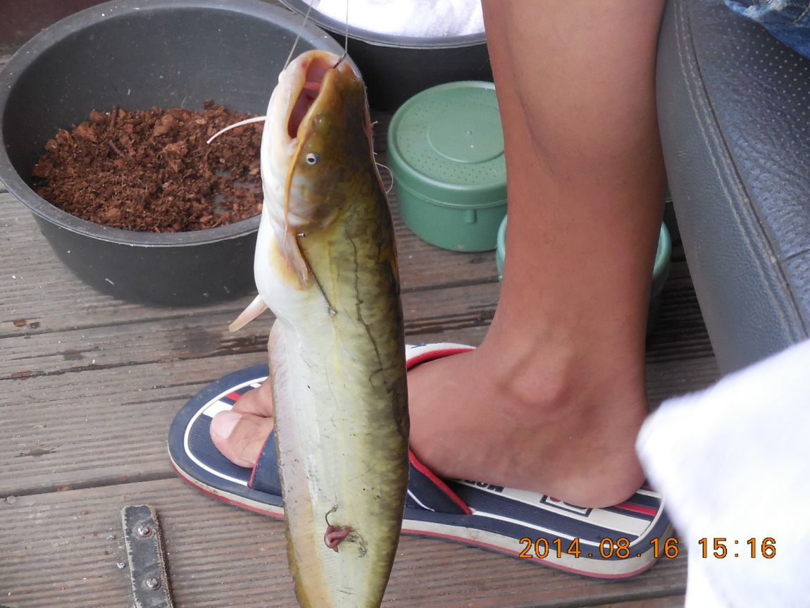 DSCN6145.JPG