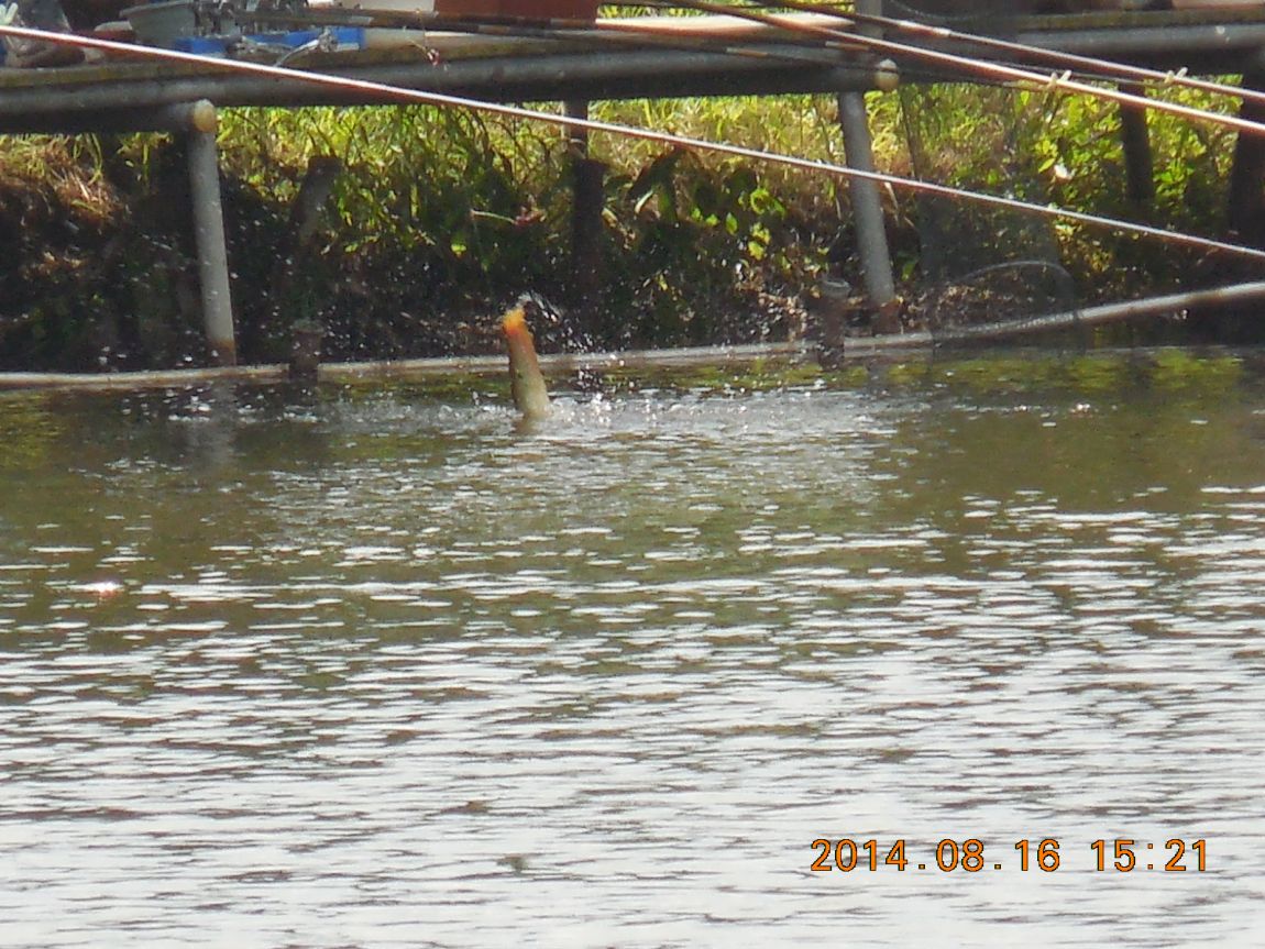 DSCN6155.JPG