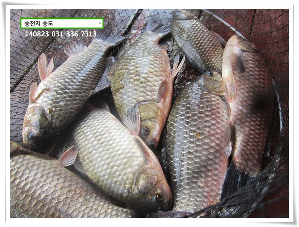 IMG_0051.JPG copy.jpg