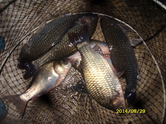 SDC15384.jpg