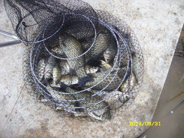 SDC15501.jpg
