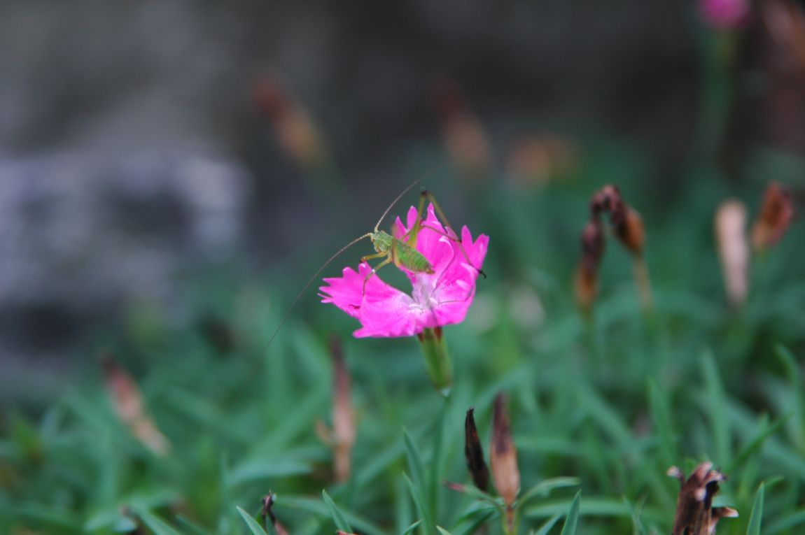DSC_5242.JPG