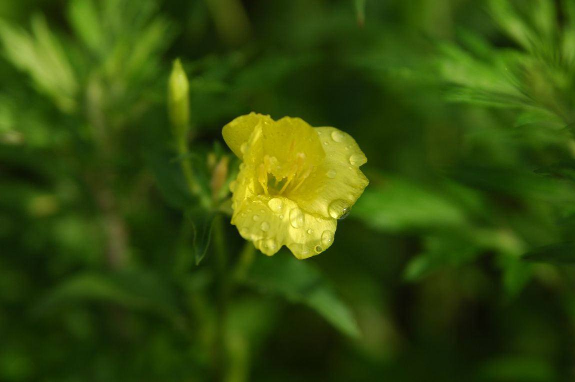 DSC_5209.JPG