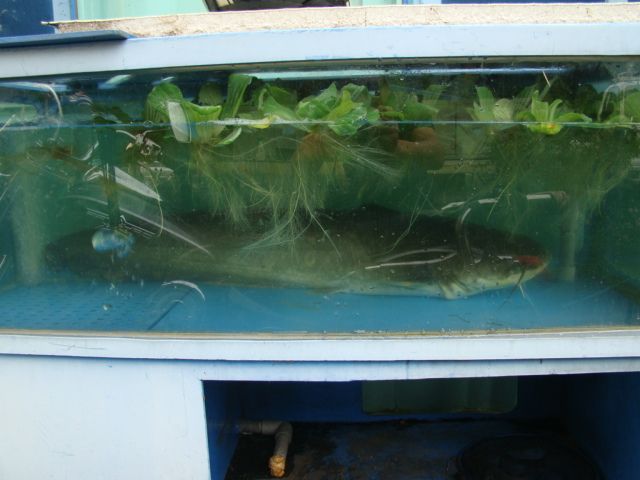 DSC06248.JPG