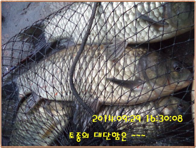 �ٹ̱�_DSC03916.JPG
