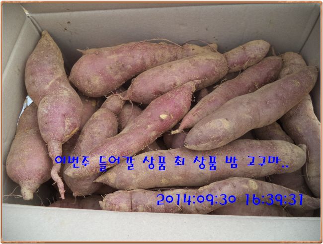 �ٹ̱�_DSC03919.JPG