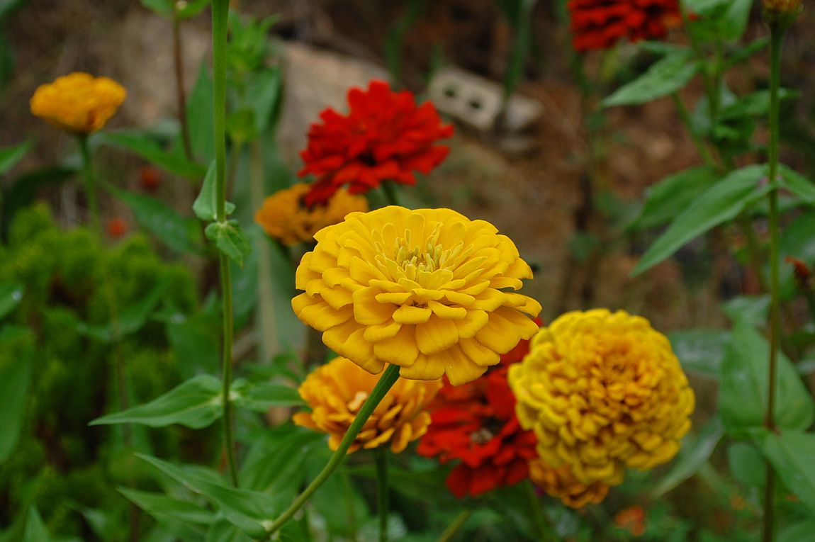 �ٹ̱�_DSC_0148.JPG