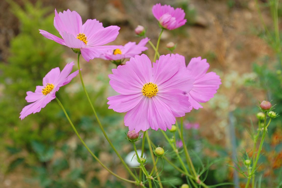 �ٹ̱�_DSC_0155.JPG