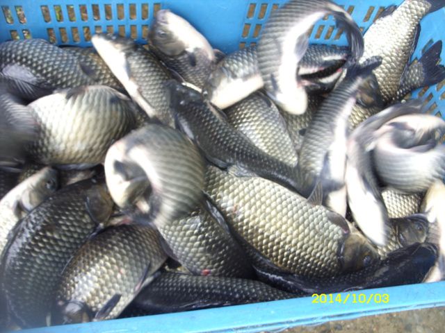 SDC16384.jpg