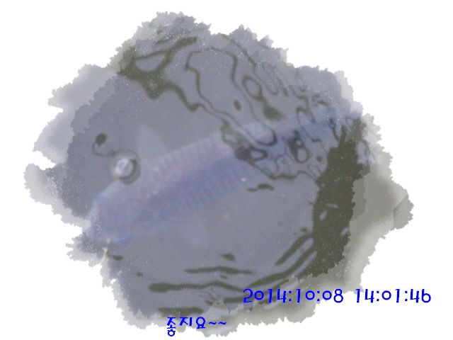 �ٹ̱�_DSC04032.JPG