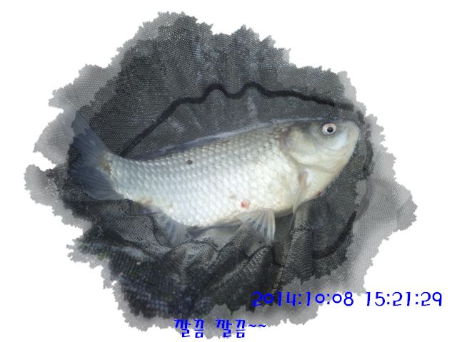 �ٹ̱�_DSC04036.JPG