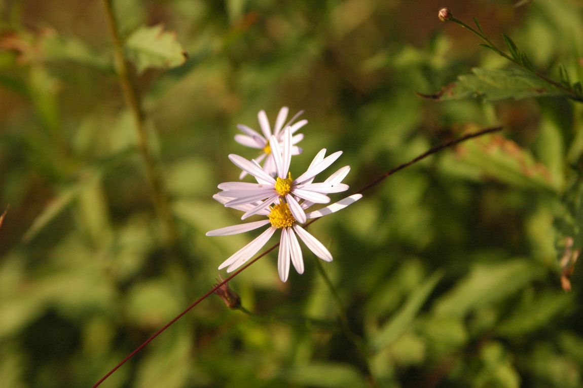 DSC_6584.JPG