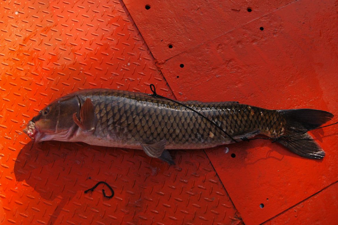 DSC_6661.JPG