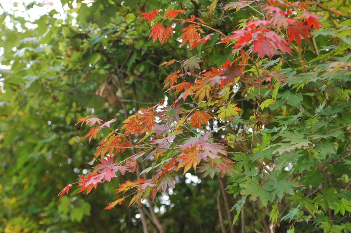 DSC_6689.JPG
