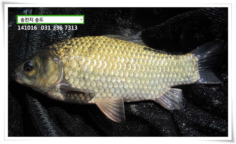 IMG_0001.JPG copy.jpg