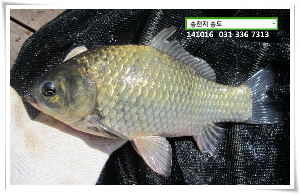 IMG_0004.JPG copy.jpg