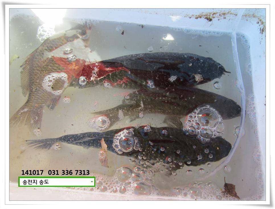 IMG_0011.JPG copy.jpg