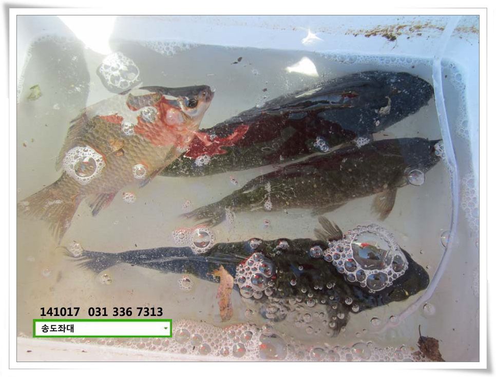 IMG_0019.JPG copy.jpg