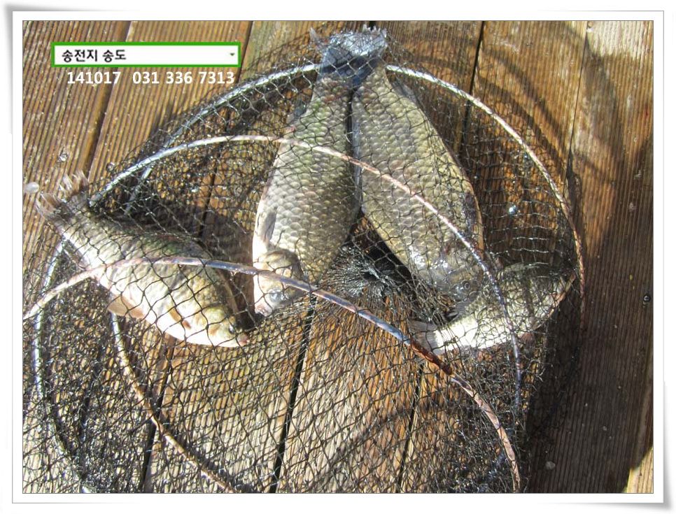 IMG_0020.JPG copy.jpg