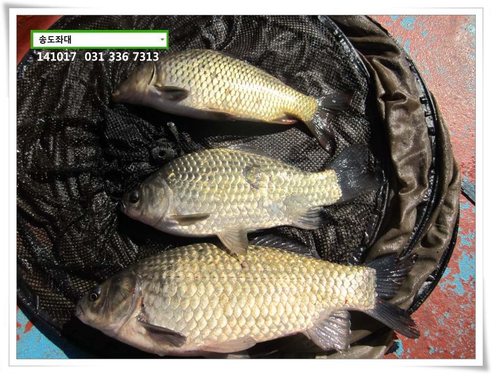 IMG_0008.JPG copy.jpg