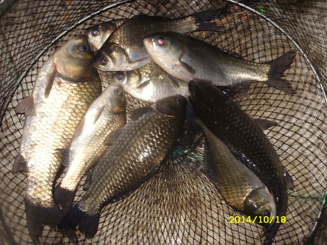SDC16701.jpg