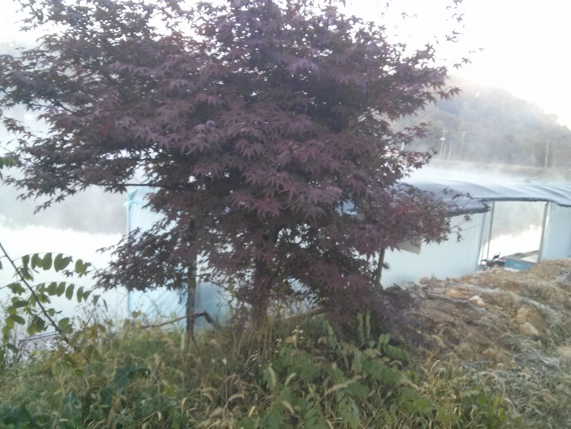 CAM03465.jpg