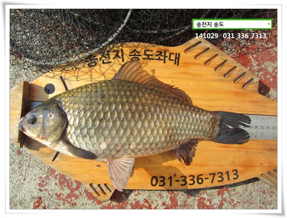 IMG_0008.JPG copy.jpg