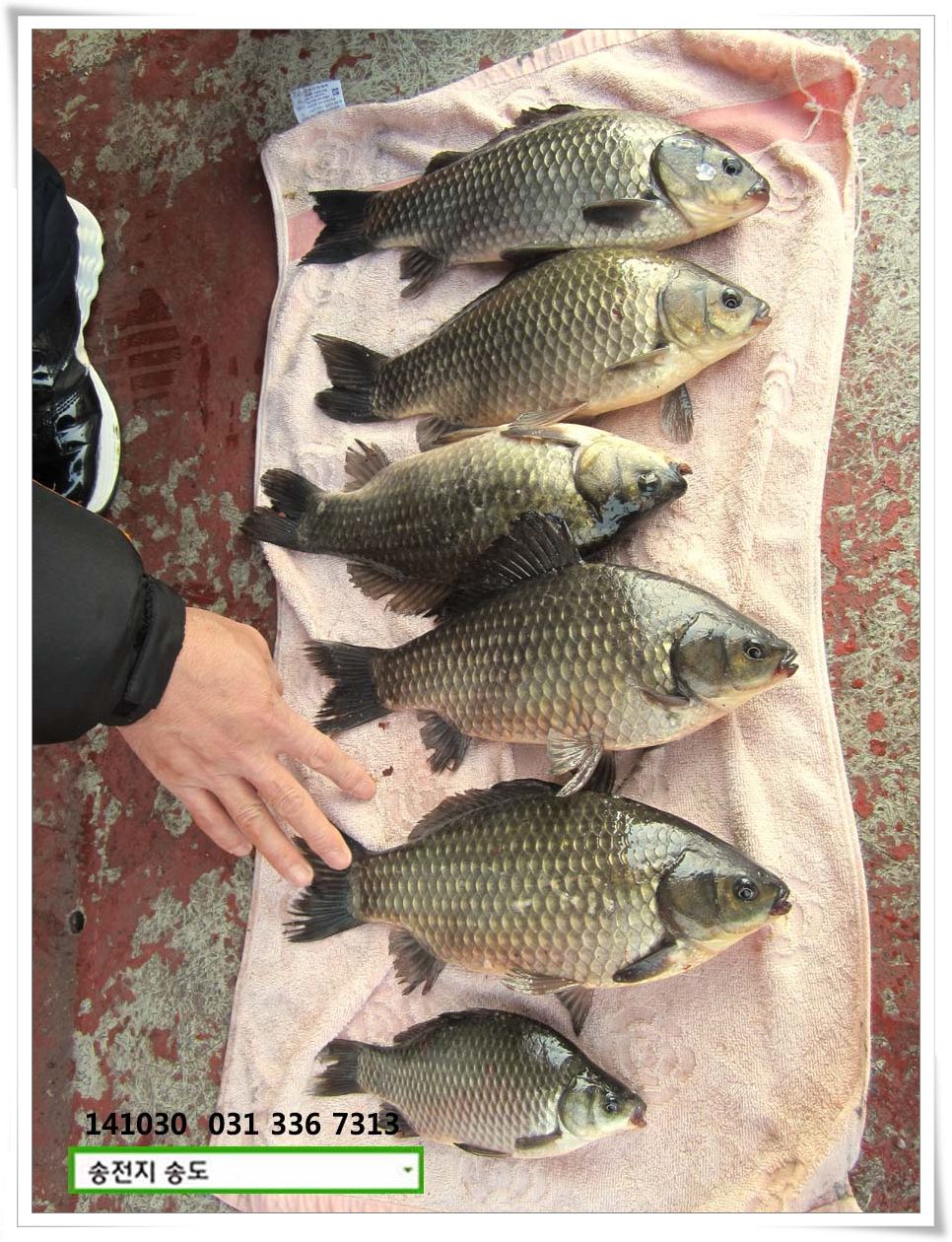 IMG_0013.JPG copy.jpg