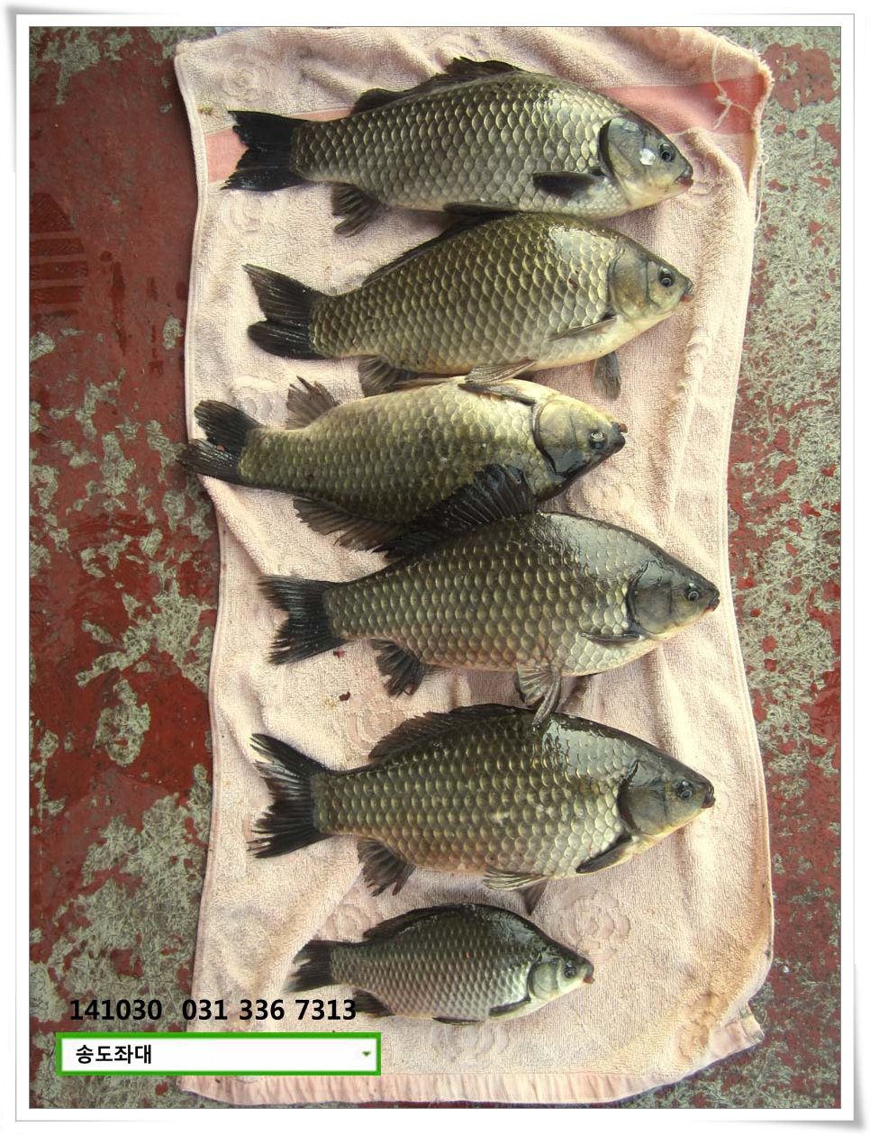 IMG_0014.JPG copy.jpg