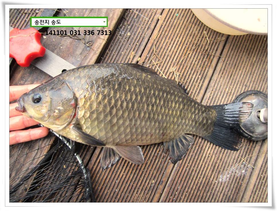 IMG_0005.JPG copy.jpg