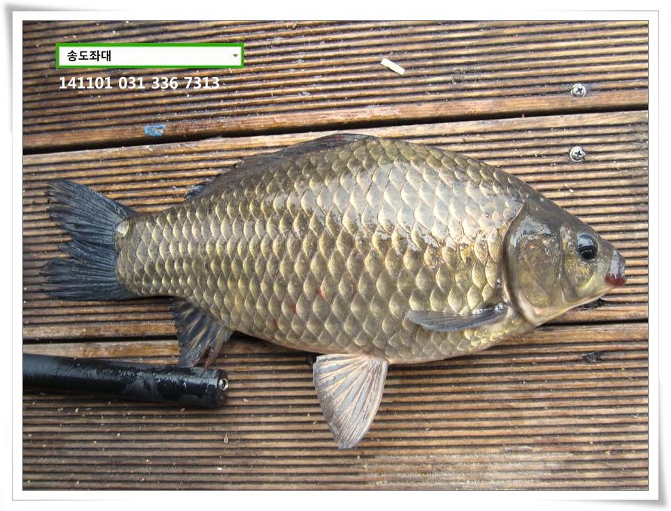 IMG_0007.JPG copy.jpg