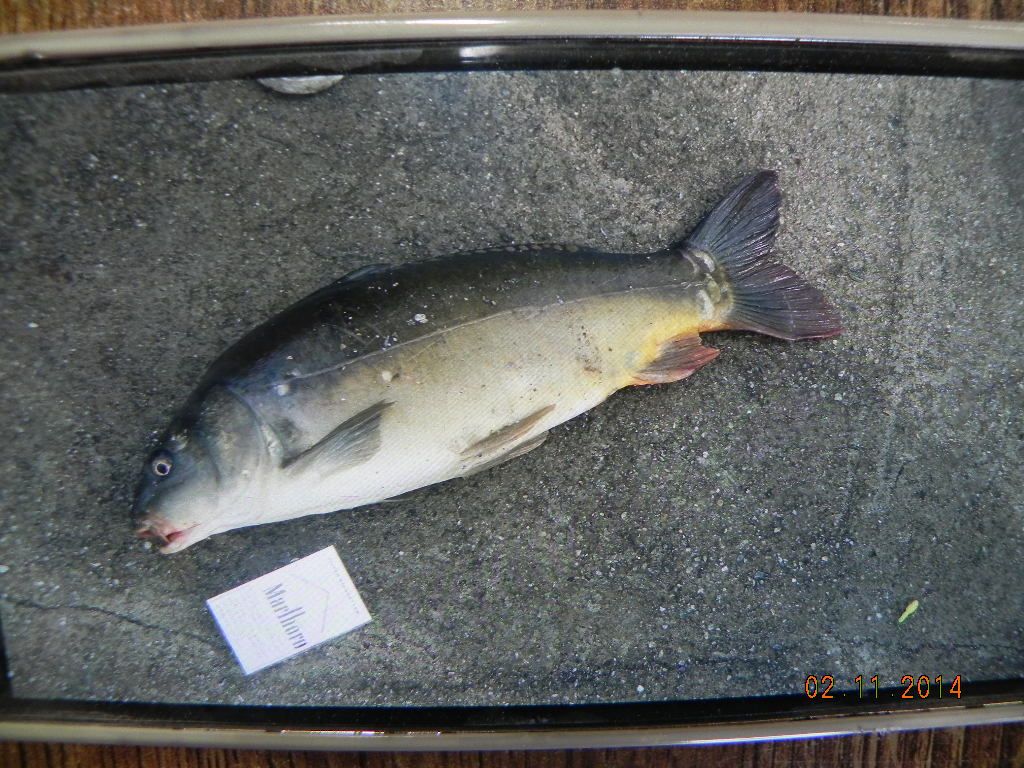 DSCN0730.JPG