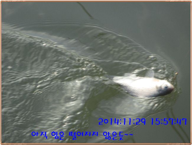 �ٹ̱�_IMG_0166.JPG