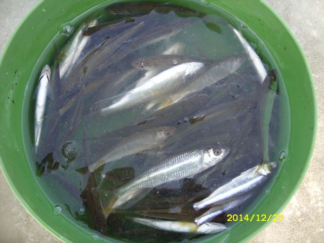 SDC17068.jpg