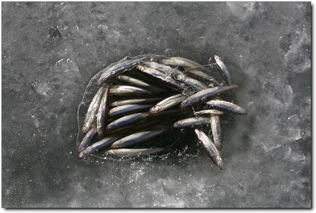 7�������� 17803.jpg