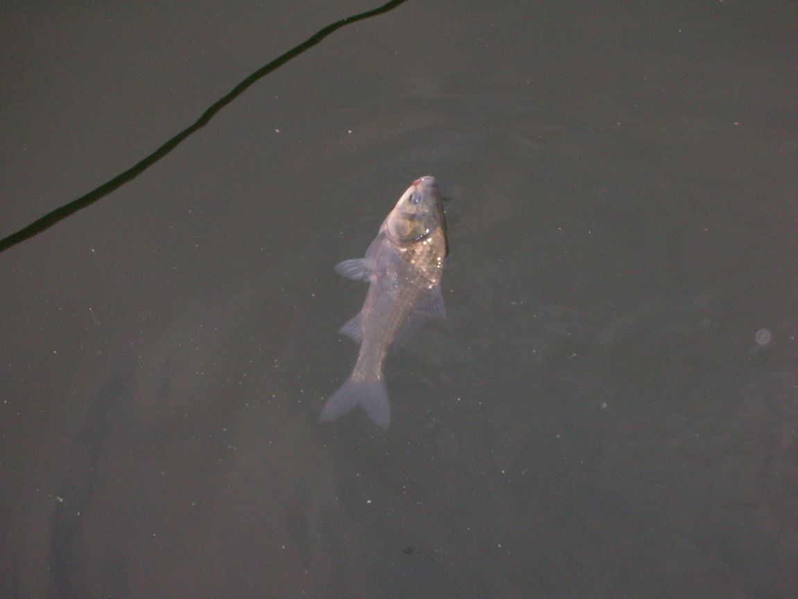 DSCN1865.JPG