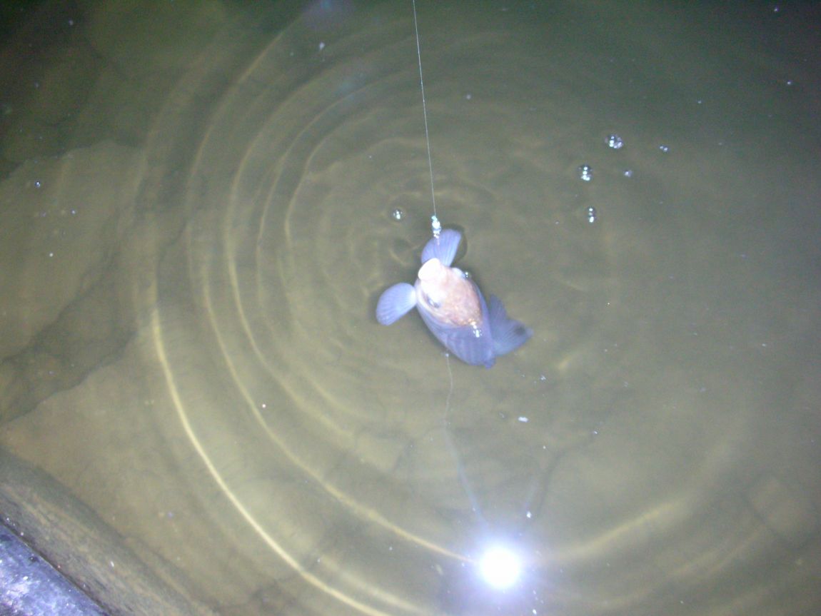 DSCN1886.JPG
