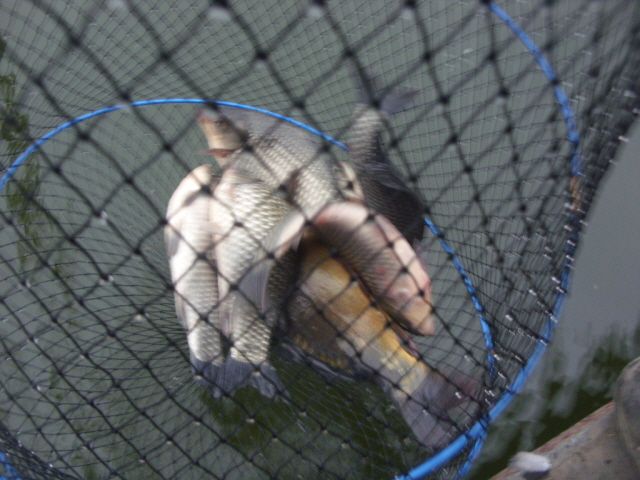 52.JPG