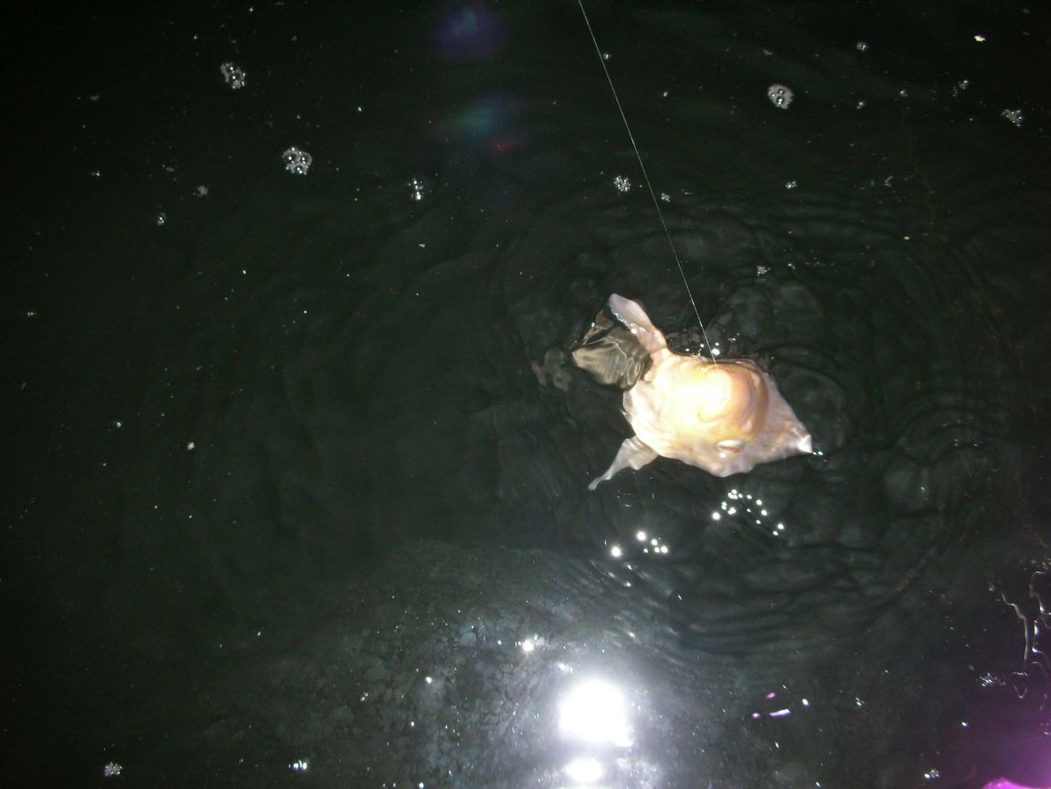 DSCN2947.JPG
