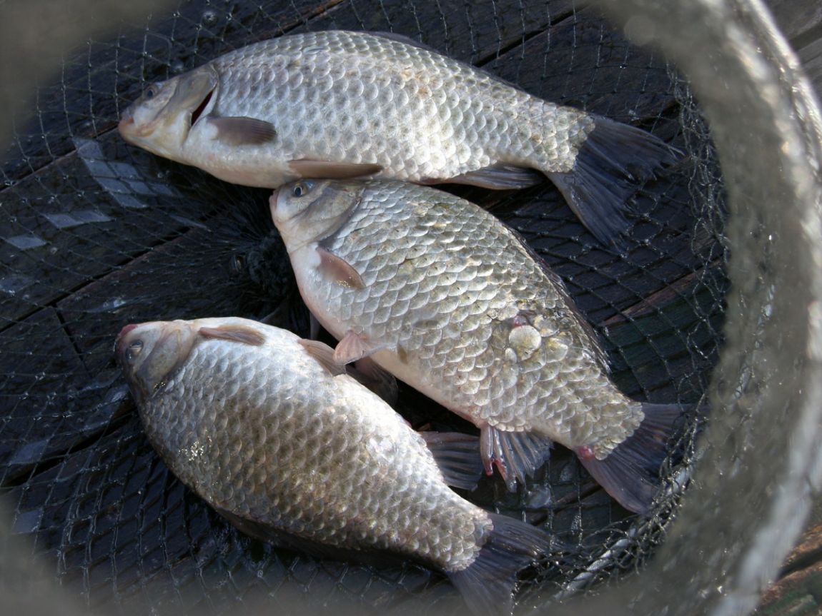 SH109953.JPG