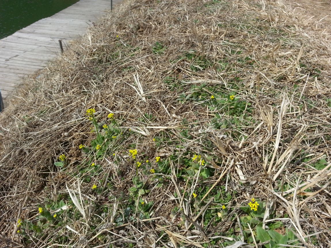 20150320_130706.jpg